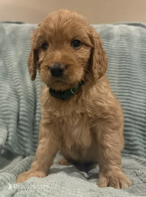 Pickles – Goldendoodle puppy for sale in Catasauqua, PA