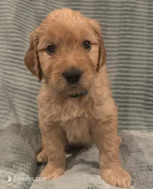 Poppyseed – Goldendoodle puppy for sale in Catasauqua, PA
