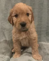 Poppyseed, a male Goldendoodle for sale in Catasauqua, PA – 1 of 1