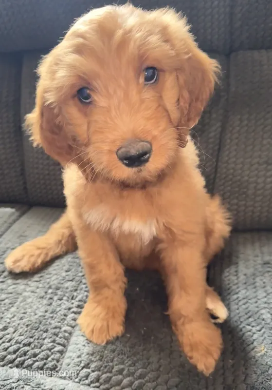 Honey – Goldendoodle puppy for sale in Catasauqua, PA