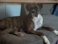 Zoey, a female Boxer for sale in Spencerville, IN – 4 of 5