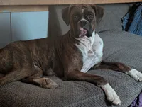 Zoey, a female Boxer for sale in Spencerville, IN – 3 of 5