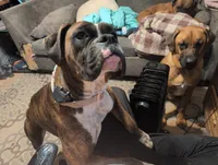 Zoey, a female Boxer for sale in Spencerville, IN – 2 of 5