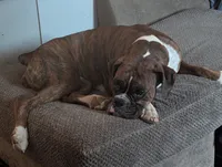 Zoey, a female Boxer for sale in Spencerville, IN – 5 of 5