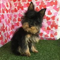 Ozzie, a male Yorkshire Terrier for sale in Byhalia, MS – Photo 2 of 4