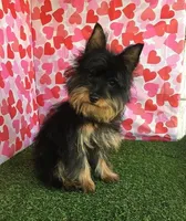 Ozzie, a male Yorkshire Terrier for sale in Byhalia, MS – Photo 2 of 4