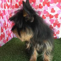 Ozzie, a male Yorkshire Terrier for sale in Byhalia, MS – Photo 4 of 4