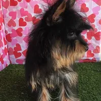 Ozzie, a male Yorkshire Terrier for sale in Byhalia, MS – Photo 3 of 4