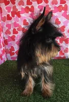 Ozzie, a male Yorkshire Terrier for sale in Byhalia, MS – Photo 3 of 4