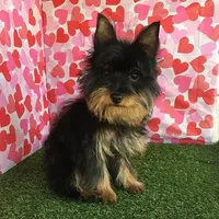 Ozzie, a male Yorkshire Terrier for sale in Byhalia, MS – Photo 1 of 4