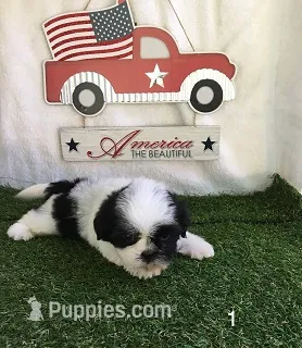 Minnie – Shih Tzu puppy for sale in Byhalia, MS