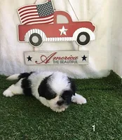 Minnie, a female Shih Tzu for sale in Byhalia, MS – 1 of 4