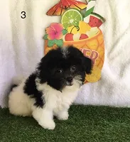 Moose, a male Shihpoo for sale in Byhalia, MS – 3 of 5