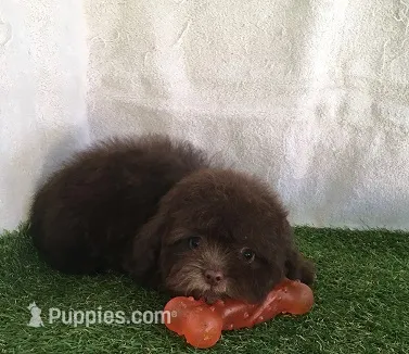 Java – Shihpoo puppy for sale in Byhalia, MS