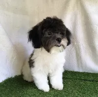 Moose, a male Shihpoo for sale in Byhalia, MS – 5 of 5