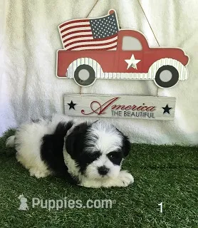 Oreo – Shihpoo puppy for sale in Byhalia, MS