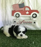 Oreo, a male Shihpoo for sale in Byhalia, MS – 1 of 2