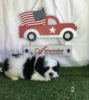 Oreo, a male Shihpoo for sale in Byhalia, MS – 2 of 2