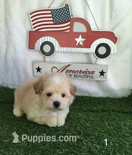 Blondie – Shihpoo puppy for sale in Byhalia, MS