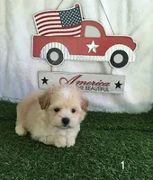 Blondie, a female Shihpoo for sale in Byhalia, MS – 1 of 2