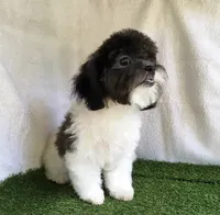Moose, a male Shihpoo for sale in Byhalia, MS – 3 of 5