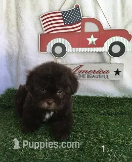 Bossy – Shihpoo puppy for sale in Byhalia, MS