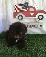 Bossy, a female Shihpoo for sale in Byhalia, MS – 1 of 3