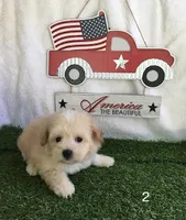 Blondie, a female Shihpoo for sale in Byhalia, MS – 2 of 2