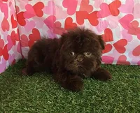 Cookie, a female Shih Tzu for sale in Byhalia, MS – Photo 3 of 4