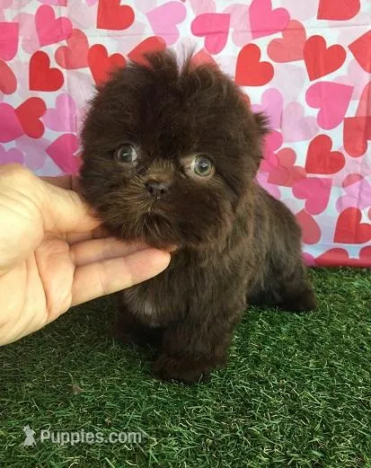 Cookie – Shih Tzu puppy for sale in Byhalia, MS