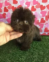 Cookie, a female Shih Tzu for sale in Byhalia, MS – Photo 1 of 4