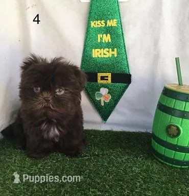 Cookie – Shih Tzu puppy for sale in Byhalia, MS