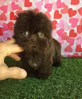 Cookie, a female Shih Tzu for sale in Byhalia, MS – Photo 2 of 4