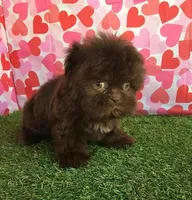 Cookie, a female Shih Tzu for sale in Byhalia, MS – Photo 4 of 4