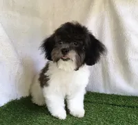 Moose, a male Shihpoo for sale in Byhalia, MS – 4 of 5