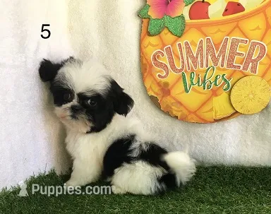 Minnie – Shih Tzu puppy for sale in Byhalia, MS