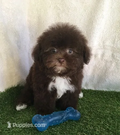 Brew – Shihpoo puppy for sale in Byhalia, MS