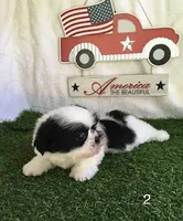 Minnie, a female Shih Tzu for sale in Byhalia, MS – 2 of 4
