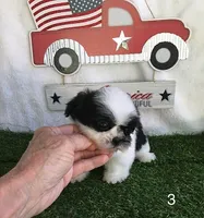 Minnie, a female Shih Tzu for sale in Byhalia, MS – 3 of 4