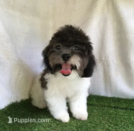 Moose – Shihpoo puppy for sale in Byhalia, MS