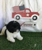 Moose, a male Shihpoo for sale in Byhalia, MS – 2 of 2