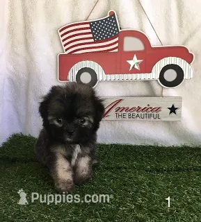 Brindle – Shihpoo puppy for sale in Byhalia, MS