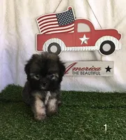Brindle, a male Shihpoo for sale in Byhalia, MS – 1 of 1