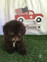 Bossy, a female Shihpoo for sale in Byhalia, MS – 2 of 3