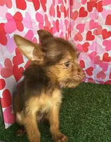 CoCo, a male Chorkie for sale in Byhalia, MS – Photo 3 of 5