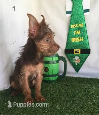 CoCo – Chorkie puppy for sale in Byhalia, MS