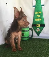 CoCo, a male Chorkie for sale in Byhalia, MS – Photo 1 of 5