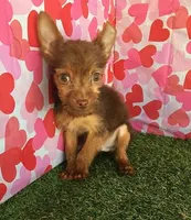 CoCo, a male Chorkie for sale in Byhalia, MS – Photo 1 of 5