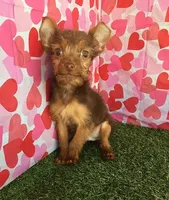 CoCo, a male Chorkie for sale in Byhalia, MS – Photo 5 of 5