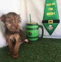 CoCo, a male Chorkie for sale in Byhalia, MS – Photo 3 of 5